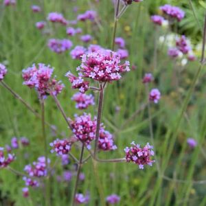 Verbena bonariensis ---